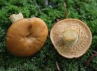 Hedgehog Mushroom (Hydnum repandum)