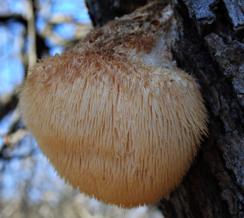 Lion's Mane (Hericium erinaceus)