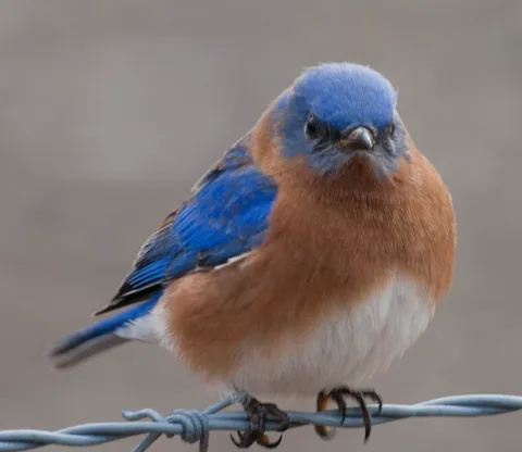 A picture of a Bluebird.