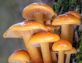 Enoki Mushrooms (Flammulina velutipes