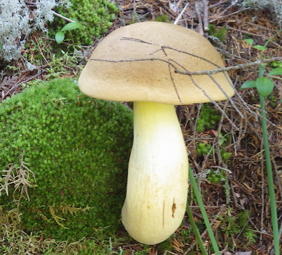 Unknown Yellow Mushroom.